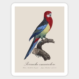 Eastern Rosella Parakeet / Perruche Omnicolore - 19th century Jacques Barraband Illustration Sticker
